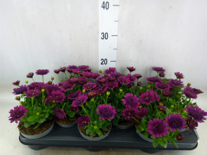 <h4>Osteospermum  'FlowPow Dbl Purple'</h4>