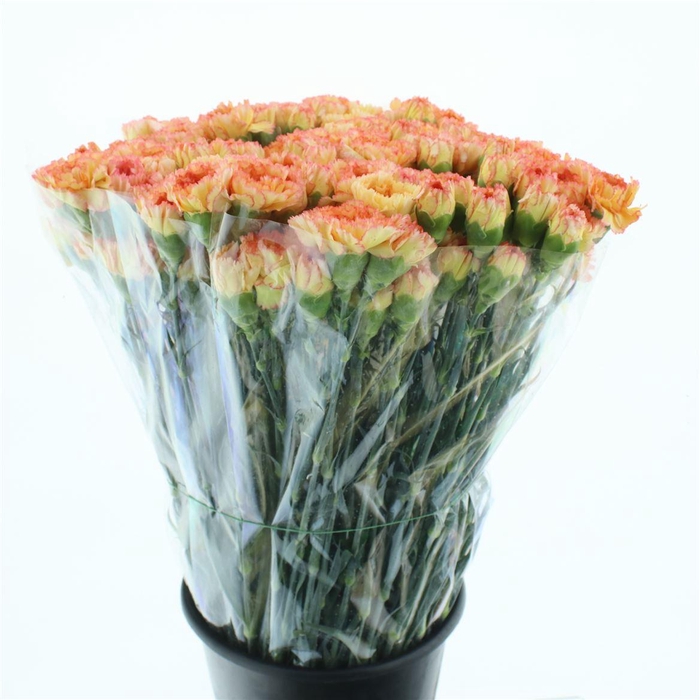 <h4>Di St Nevet Orange/red</h4>