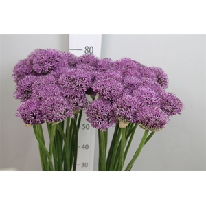 Allium Gladiator