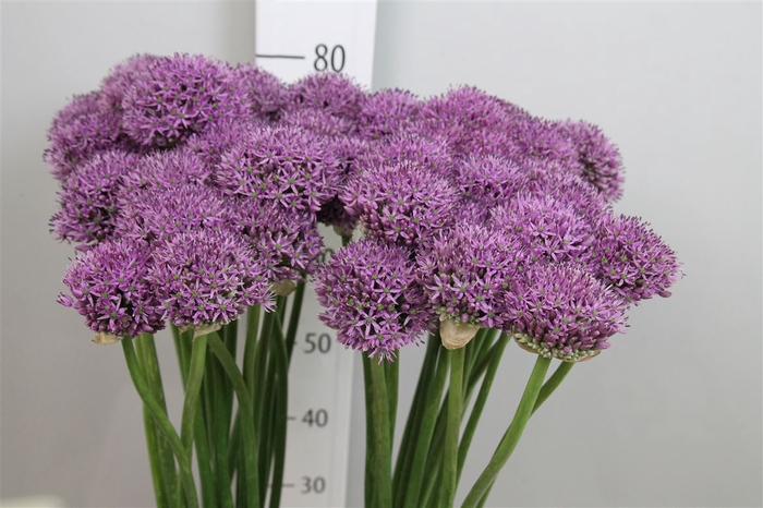 <h4>Allium Gladiator</h4>