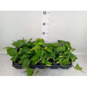 Epipremnum pinn. 'Aureum'