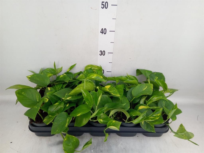 <h4>Epipremnum pinn. 'Aureum'</h4>