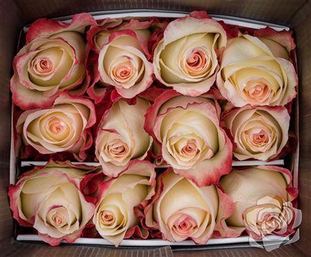 <h4>R Gr Aubade</h4>