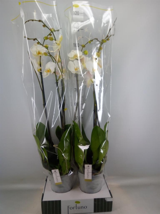 <h4>Phalaenopsis   ...white</h4>