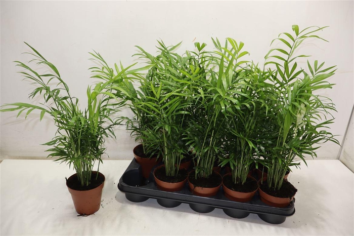 <h4>Chamaed Elegans</h4>