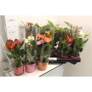 Anthu An Gem 4+in Deco Pot