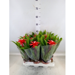 Guzmania  'Confetti'
