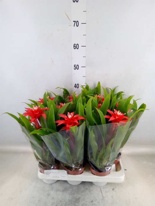 <h4>Guzmania  'Confetti'</h4>