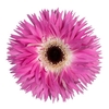 Gerbera Spider Stitch Water