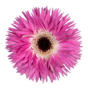 Gerbera Spider Stitch Diamond