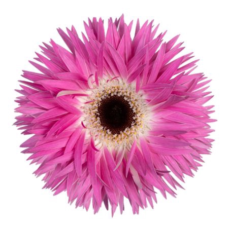 Gerbera Spider Stitch Diamond