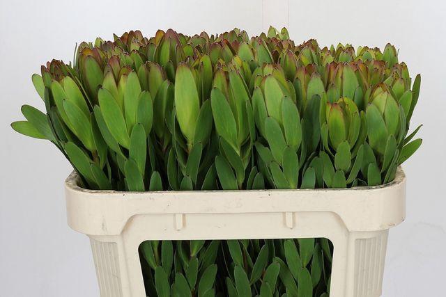 <h4>LEUCAD SAF GOLDSTRIK</h4>