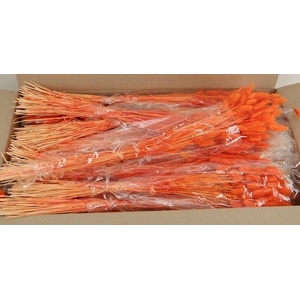 DF Lagurus Bs 50g/70cm Orange