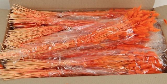 <h4>DF Lagurus Bs 50g/70cm Orange</h4>