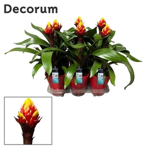 Guzmania Crown Luxe Keramiek (Decorum)