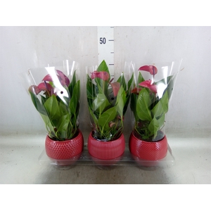 Anthurium andr. 'Pure Purple'