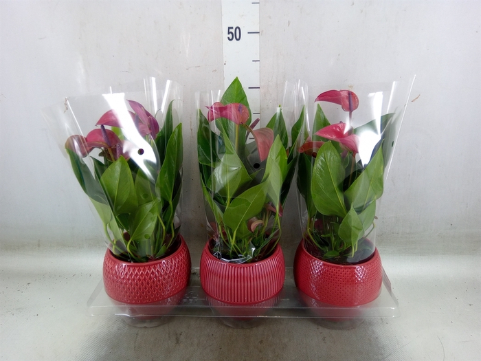 <h4>Anthurium andr. 'Pure Purple'</h4>