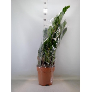 Zamioculcas zamiifolia