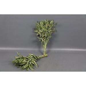 Dracaena Sanderiana White (air)