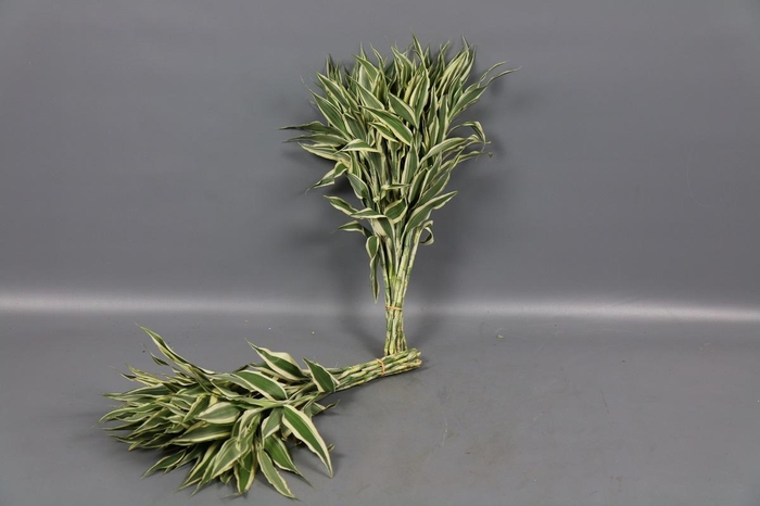 <h4>Dracaena Sanderiana White (air)</h4>