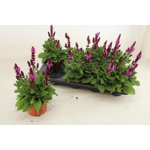 SALVIA S ROSE MARVEL