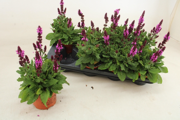 <h4>SALVIA S ROSE MARVEL</h4>