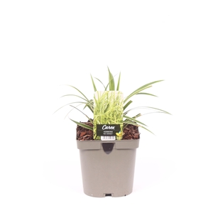Carex morrowii 'Ice Dance'