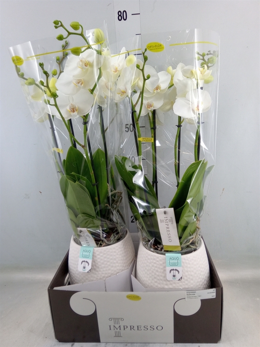 <h4>Phalaenopsis   ...white</h4>