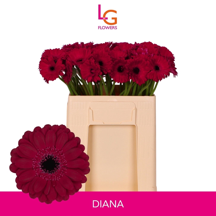 <h4>GE MI DIANA</h4>