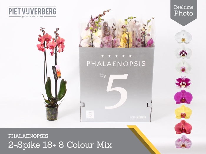 <h4>PHAL GEM 8 KL</h4>
