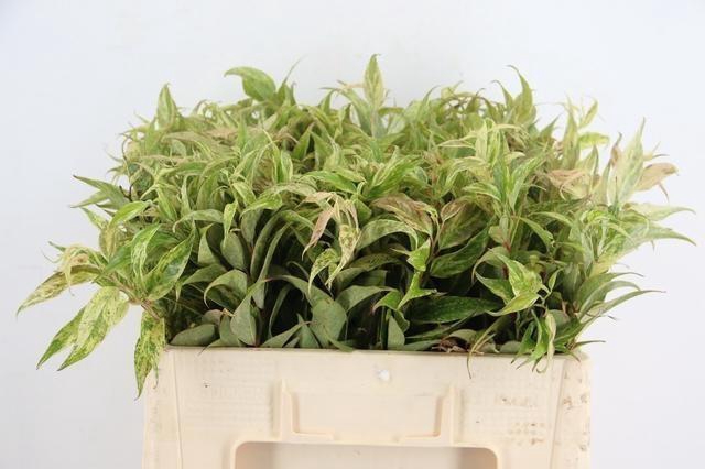 <h4>LEUCOTHOE FONT RAINB</h4>