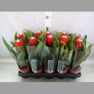 Guzmania  'Hope'