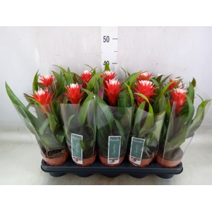 Guzmania  'Hope'