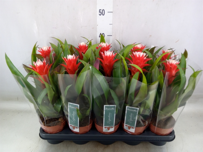 <h4>Guzmania  'Hope'</h4>