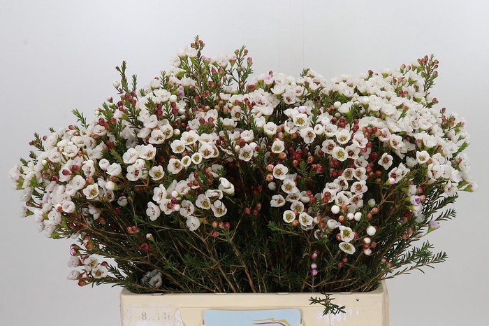 <h4>Chamelaucium Moonlight Delight</h4>