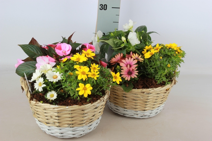<h4>ARR TUINPLANTEN</h4>