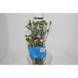 CRAVO SPRAY NIRVANA 060 CM