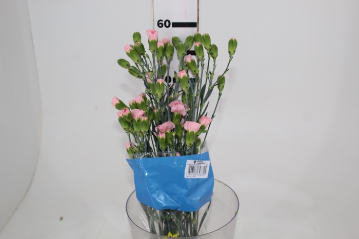 <h4>CRAVO SPRAY NIRVANA 060 CM</h4>