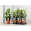Zamioculcas Zamiifol