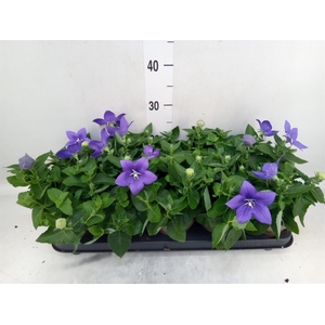 Platycodon grand. 'Astra Blue'