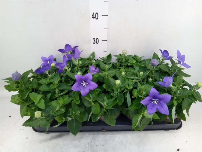 <h4>Platycodon grand. 'Astra Blue'</h4>