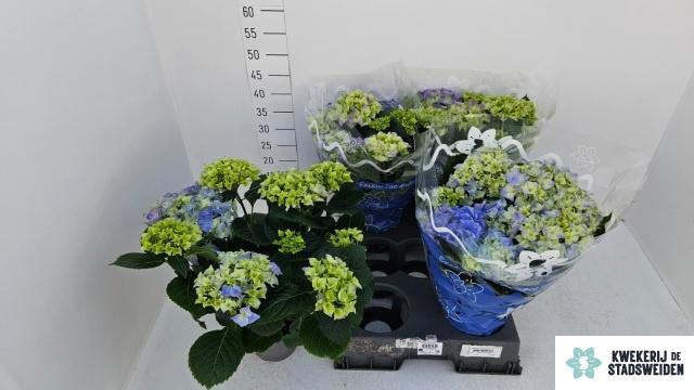 <h4>HYDR M EARLY BLUE</h4>