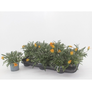 Gazania Gelbe Jupiter