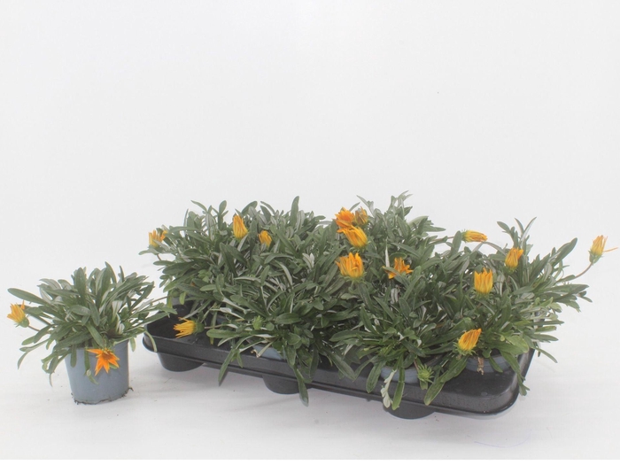 <h4>Gazania Gelbe Jupiter</h4>