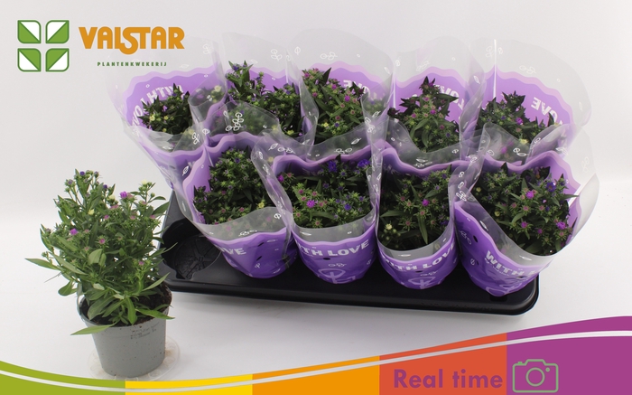 <h4>ASTER NB OV</h4>