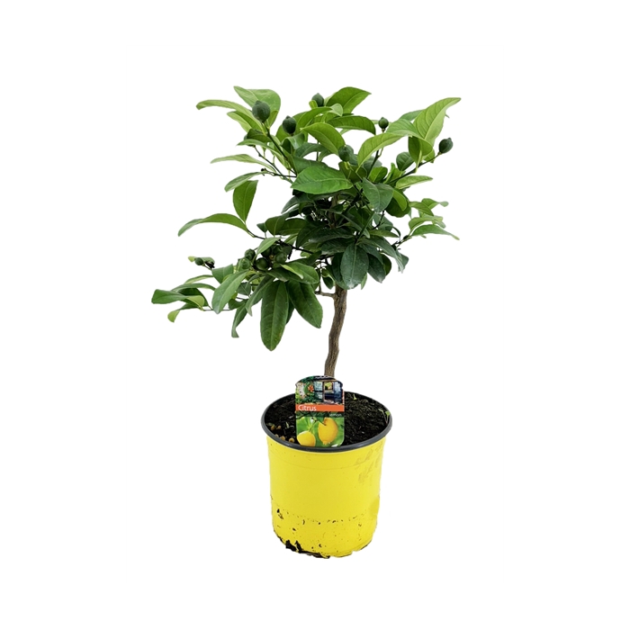 <h4>Citrus lemon</h4>