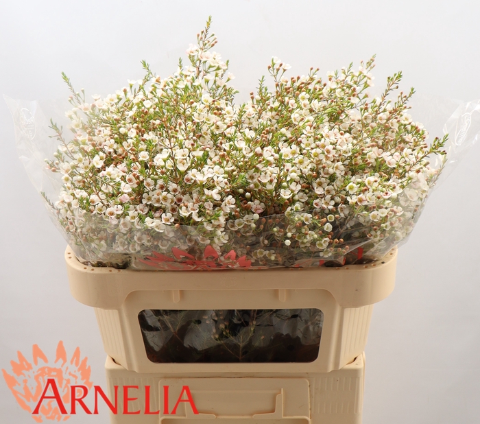 <h4>CHAMELAUCIUM 'MORNING DELIGHT'</h4>