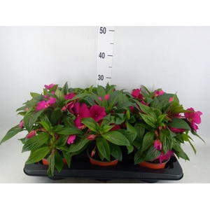 Impatiens NG 'ColPow Purple Blue'