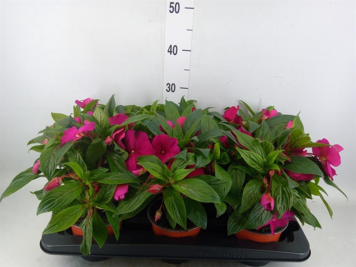 <h4>Impatiens NG 'ColPow Purple Blue'</h4>