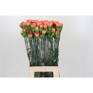 Dianthus St Kalimero